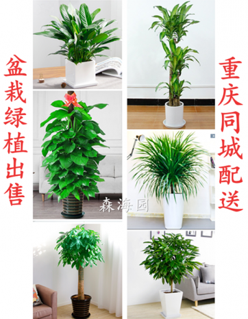 重庆盆栽植物销售同城配送