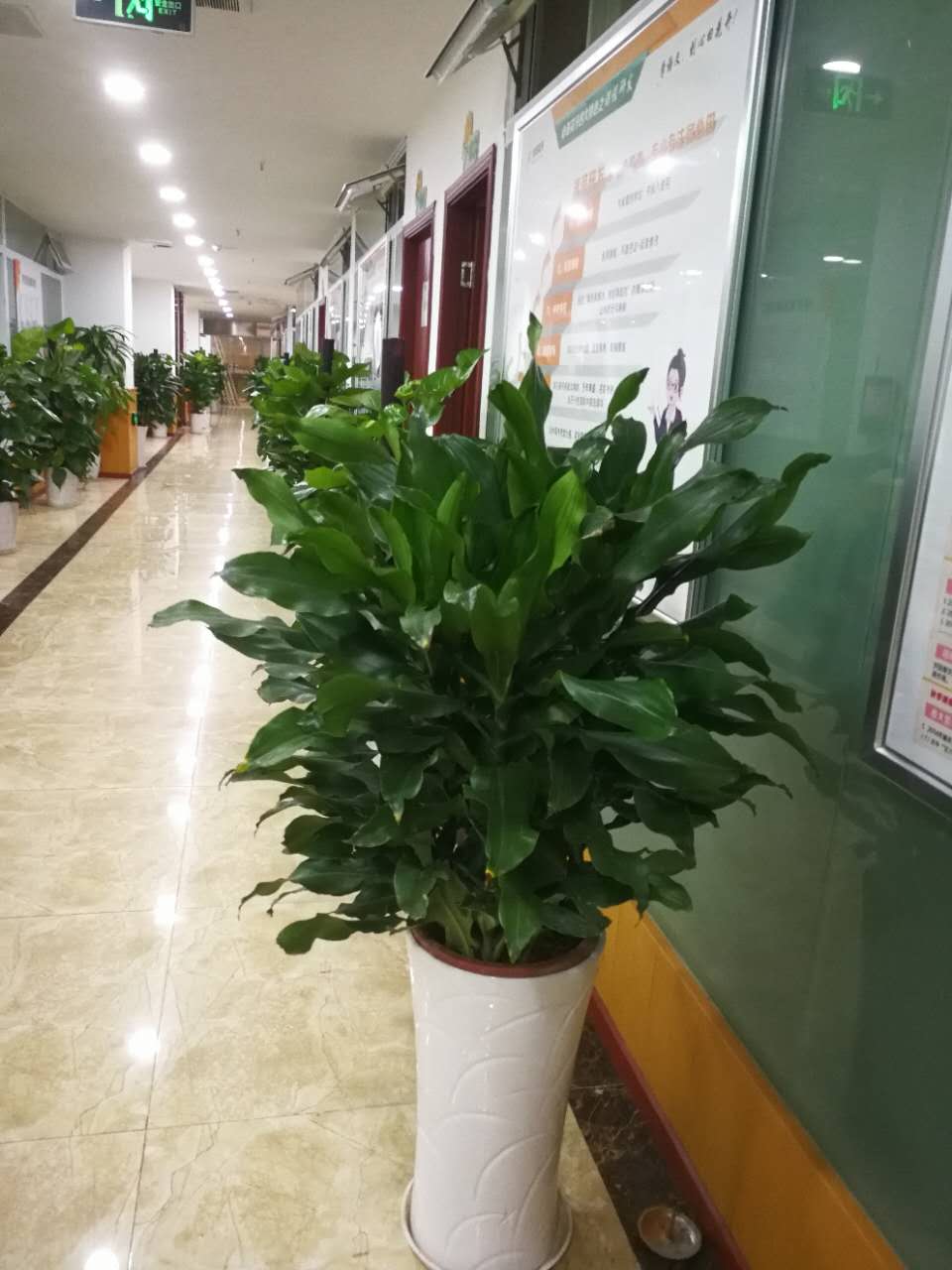 重庆植物租赁