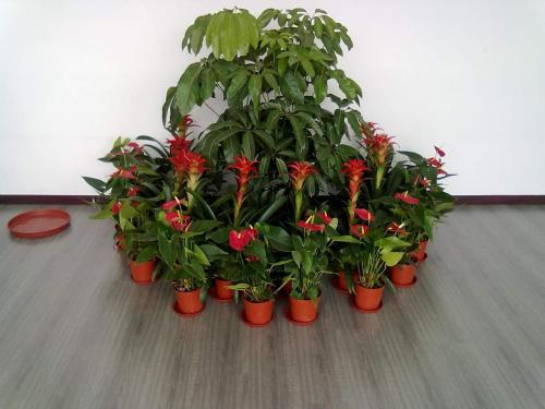 重庆植物出租公司